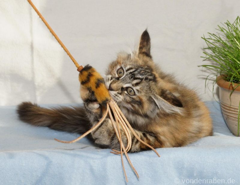 Bella Bimba norwegische Waldkatzen von den Raben München