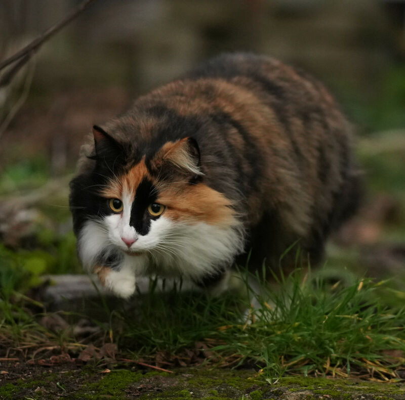 Dolly Dotterbart Norwegische Waldkatzen von den Raben Darmstadt Frankfurt Hessen Mannheim Heidelberg