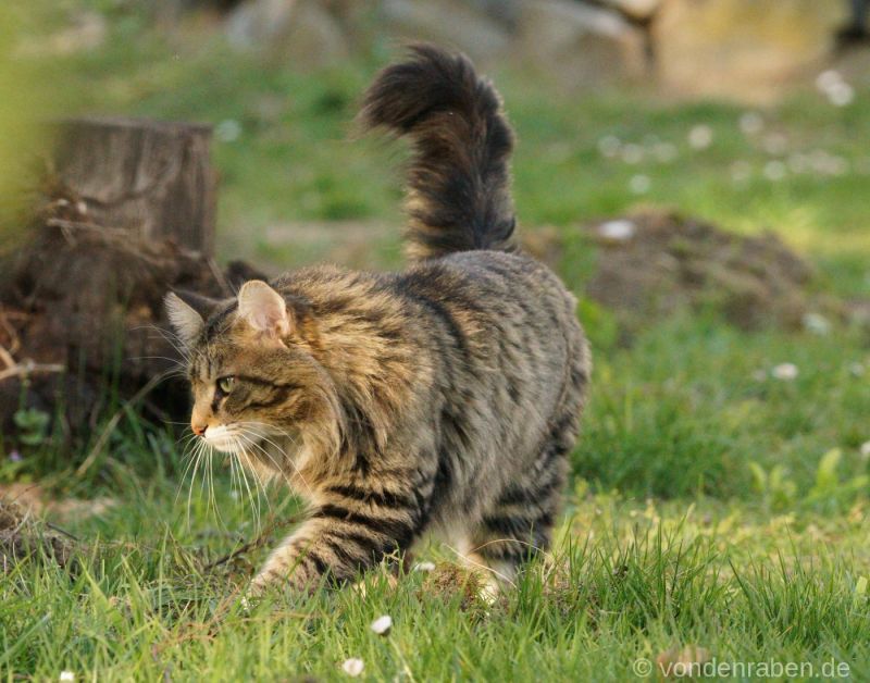 Tingoskattens Orville Norwegische Waldkatzen von den Raben Darmstadt Frankfurt Hessen