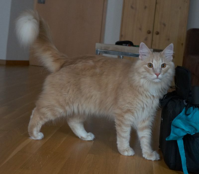 Athos  norwegische Waldkatzen von den Raben München