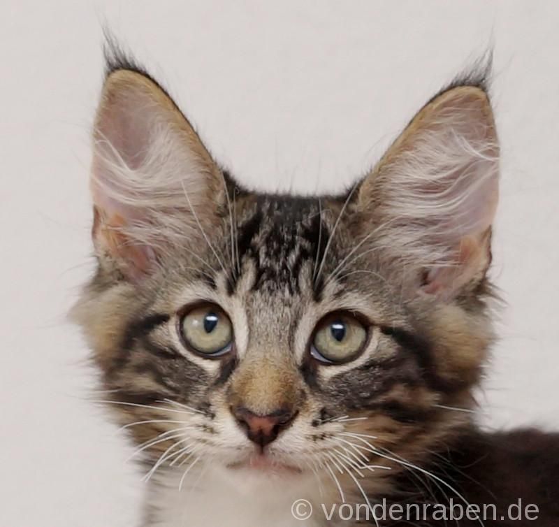 Caesar Rubacuori norwegische Waldkatzen von den Raben München
