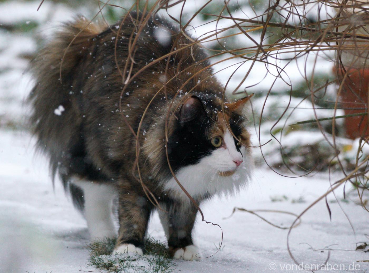 Dolly Dotterbart von den Raben Norwegische Waldkatzen München Bayern