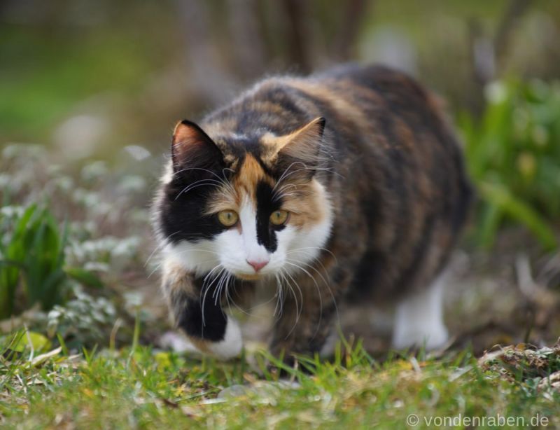 Dolly Dotterbart von den Raben Norwegische Waldkatzen München Bayern