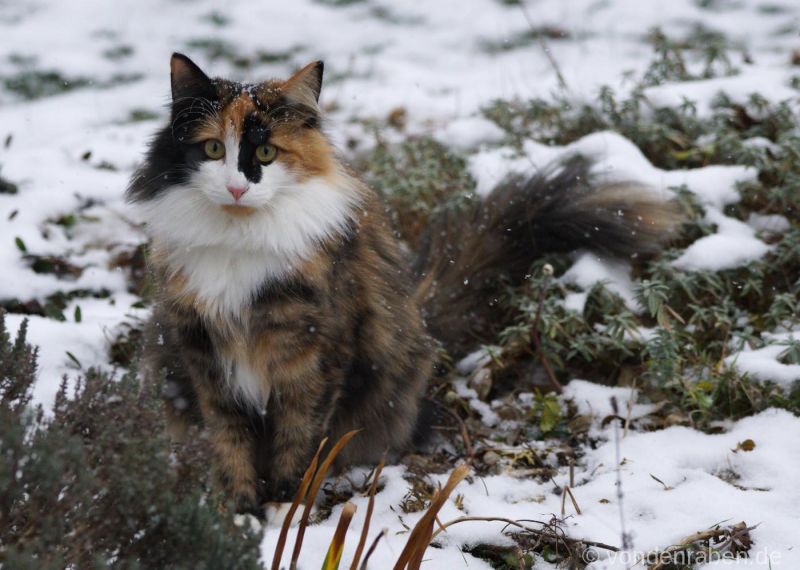 Dolly Dotterbart von den Raben Norwegische Waldkatzen Bayern München