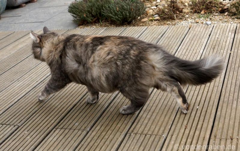 Luna norwegische Waldkatzen von den Raben München