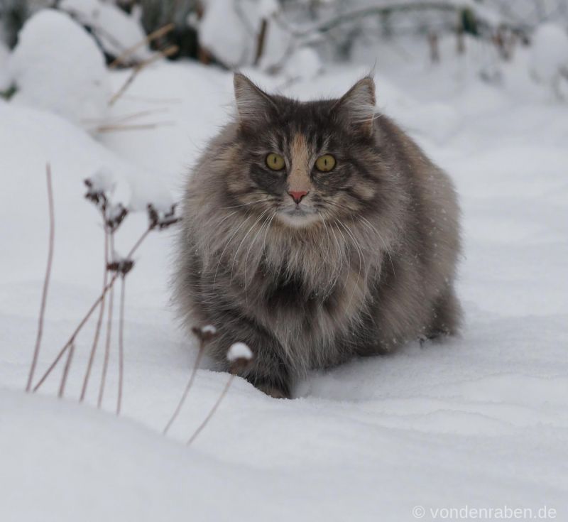 Luna norwegische Waldkatzen von den Raben München