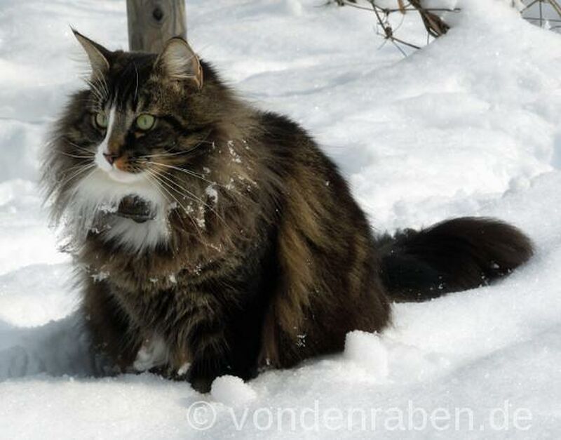 Mikka norwegische Waldkatzen von den Raben München