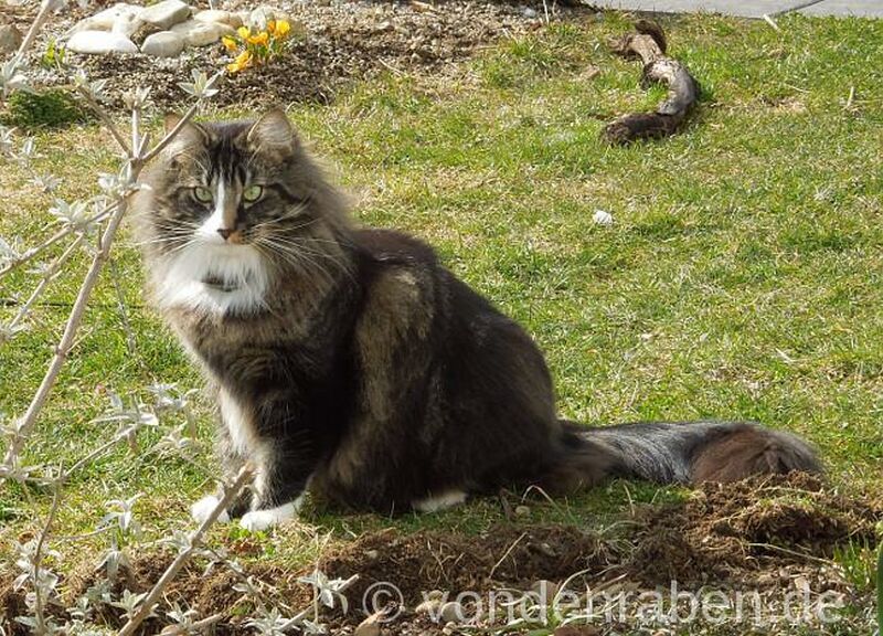Mikka norwegische Waldkatzen von den Raben München