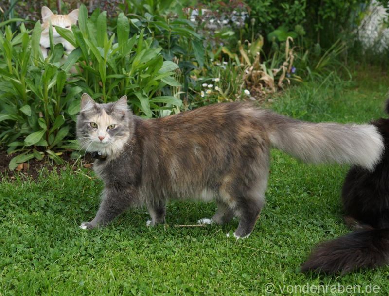 Olga norwegische Waldkatzen von den Raben München