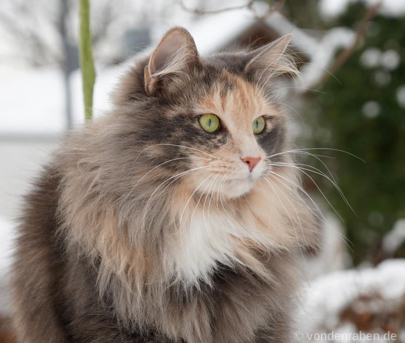 Olga norwegische Waldkatzen von den Raben München