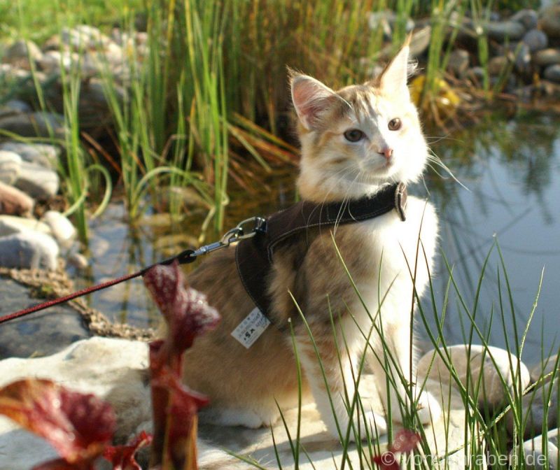 Opal norwegische Waldkatzen von den Raben München