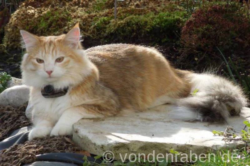 Opal norwegische Waldkatzen von den Raben München