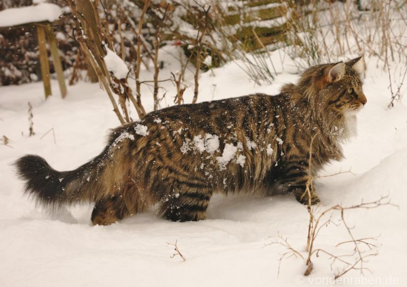 Orville norwegische Waldkatzen von den Raben München