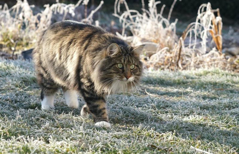 Orville norwegische Waldkatzen von den Raben München