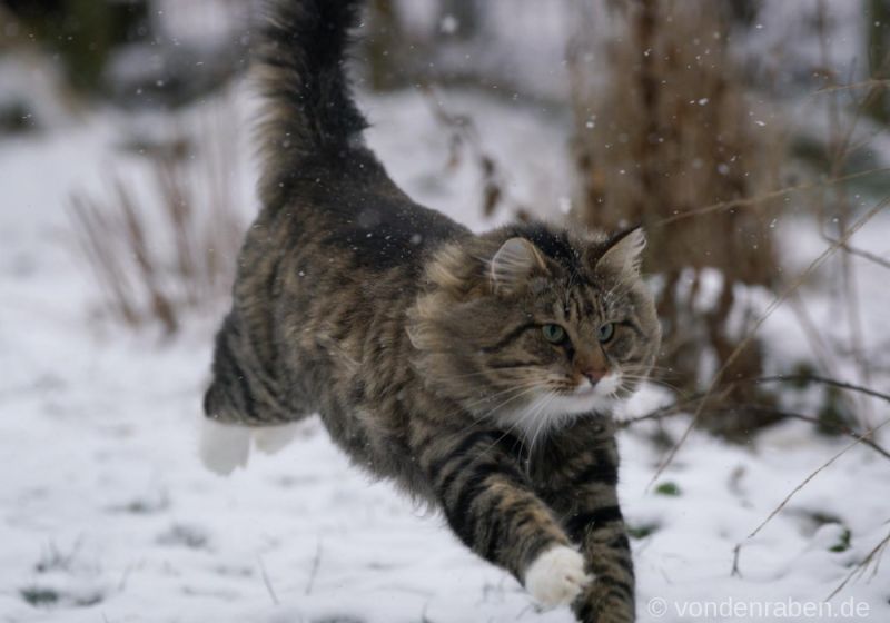 Tingoskattens Orville Norwegische Waldkatzen von den Raben München Bayern