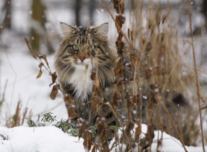 Tingoskattens Orville Norwegische Waldkatzen von den Raben München Bayern