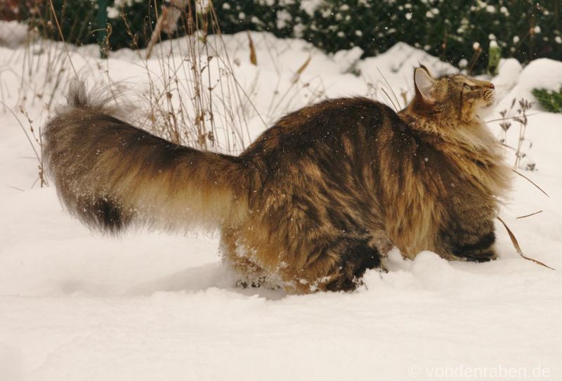 Pippilotta norwegische Waldkatzen von den Raben München