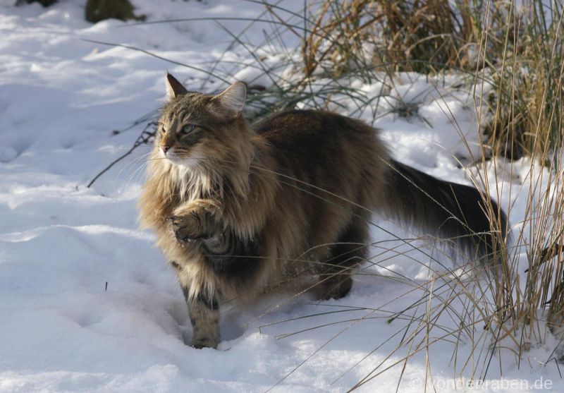 Pippilotta norwegische Waldkatzen von den Raben München