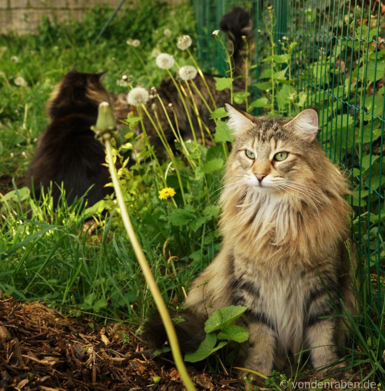 Kattilaforsens Pippilotta Norwegische Waldkatzen von den Raben Darmstadt Frankfurt Hessen