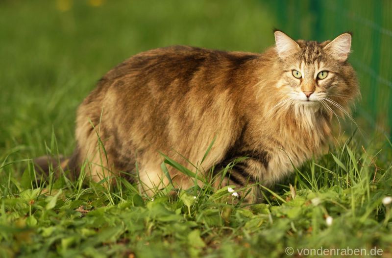 Kattilaforsens Pippilotta Norwegische Waldkatzen von den Raben Darmstadt Frankfurt Hessen