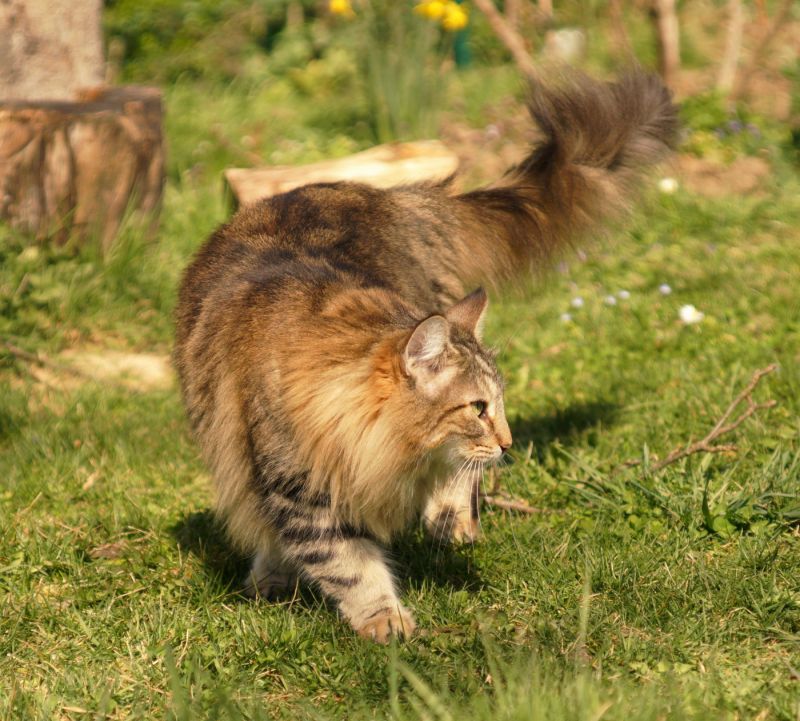 Kattilaforsens Pippilotta Norwegische Waldkatzen von den Raben Darmstadt Frankfurt Hessen Heidelberg Mannheim